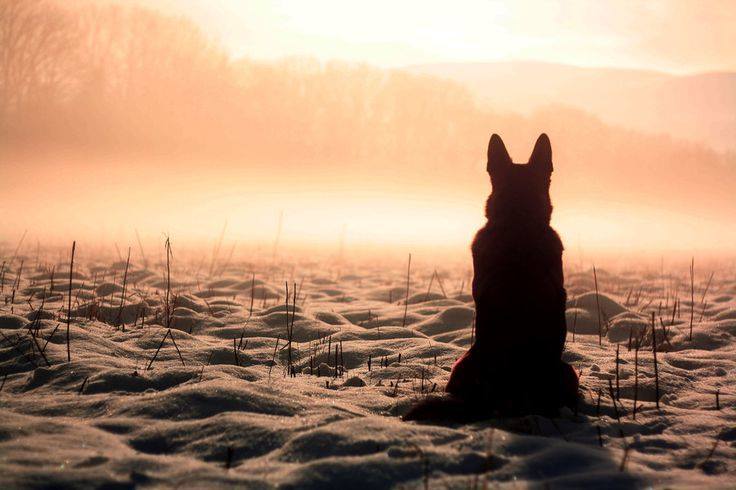 Ein Alter Mann Und Sein Hund Ebarvahaz