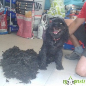 11229962_950304341688882_8571538515348071595_n