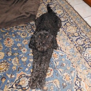 12071672_1025776990798933_1422216834_n