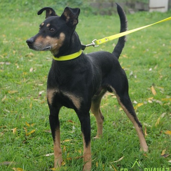 Tappancs01 Tappancs01