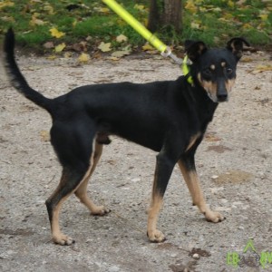 Tappancs03 Tappancs03