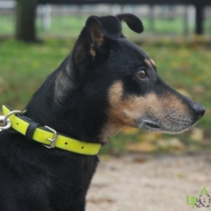 Tappancs04 Tappancs04