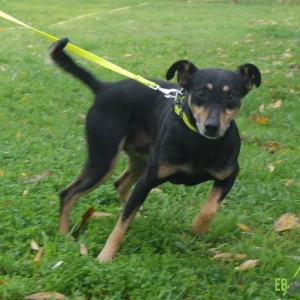 Tappancs05 Tappancs05