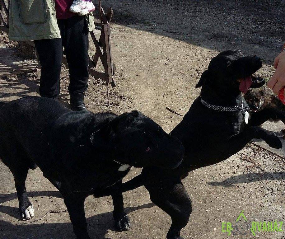 12806242_585644891589068_1092024699087255774_n