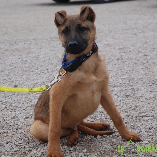 Alexander01 Alexander01