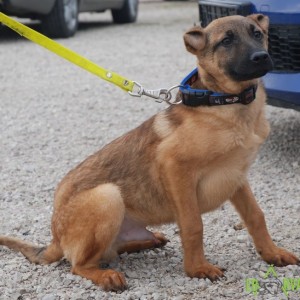 Alexander03 Alexander03