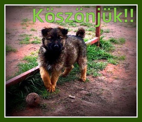 12523852_599540306866193_5105284096150488346_n