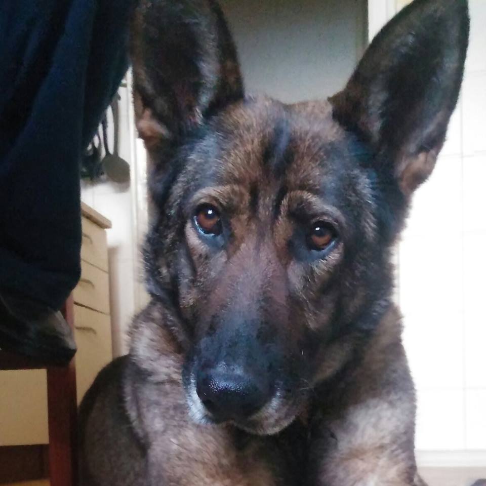 12987151_1585602438398695_3518892286464774147_n