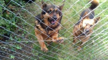 13407052_628945383925685_5462355306687773929_n