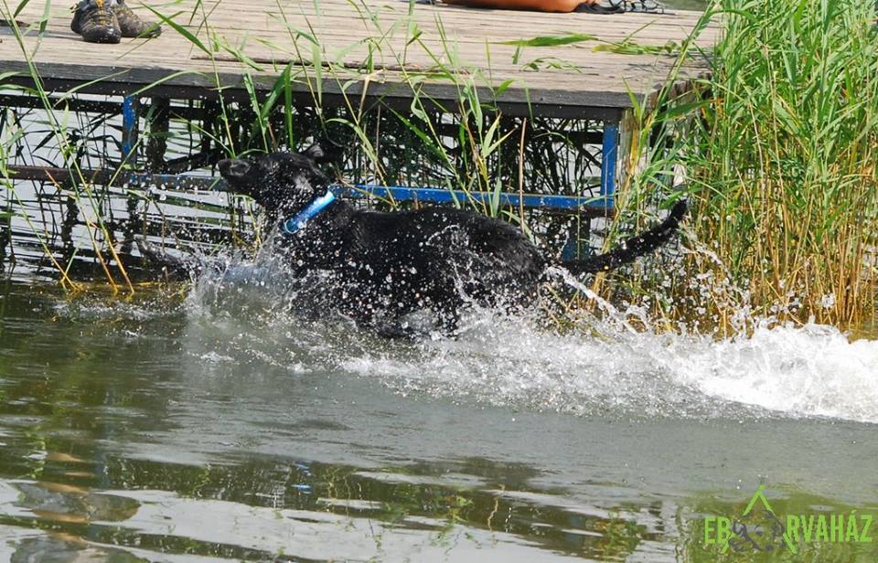 13407322_630251703795053_6921964584348543982_n