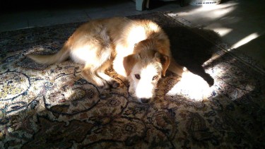 13517635_634171763403047_1887769137450872355_o