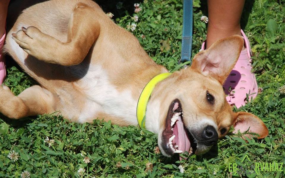 13566930_641776089309281_4547556948658301277_n