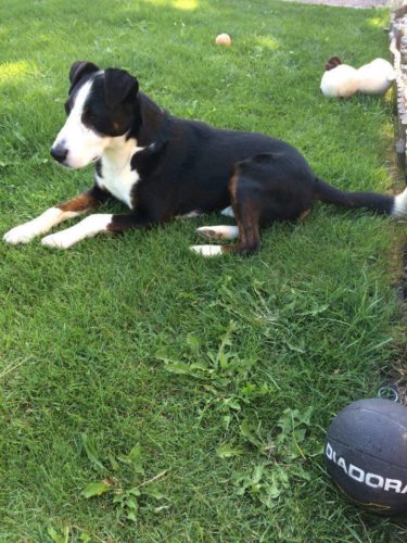 13592333_643072162513007_3487952047818141854_n