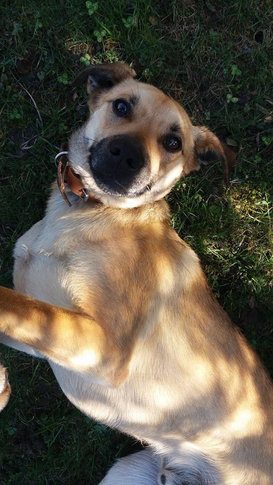 13620255_641048909381999_1360553489553439671_n