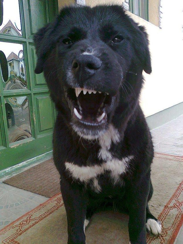 13631673_1019975021443507_288480860262138942_n