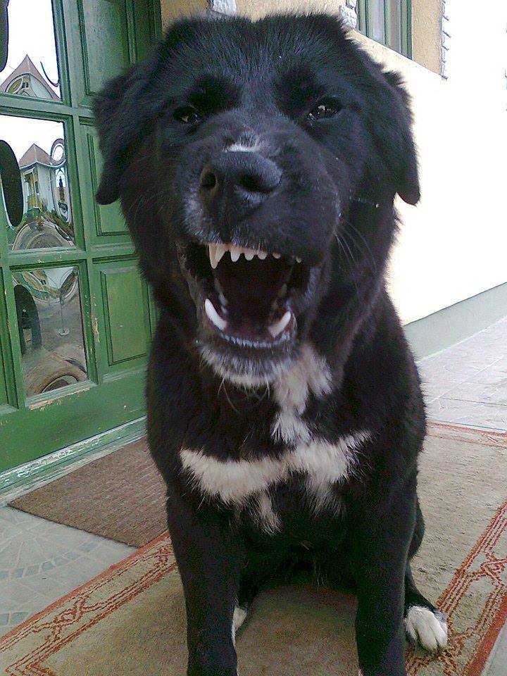 13631673_1019975021443507_288480860262138942_n