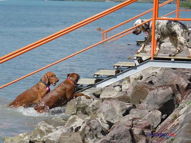 Kutyak-lepcson-Balatonfuzfo-Falkastrand-balatontipp-gyorffya