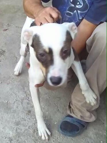 13921212_913824032078206_3124019771576577062_n