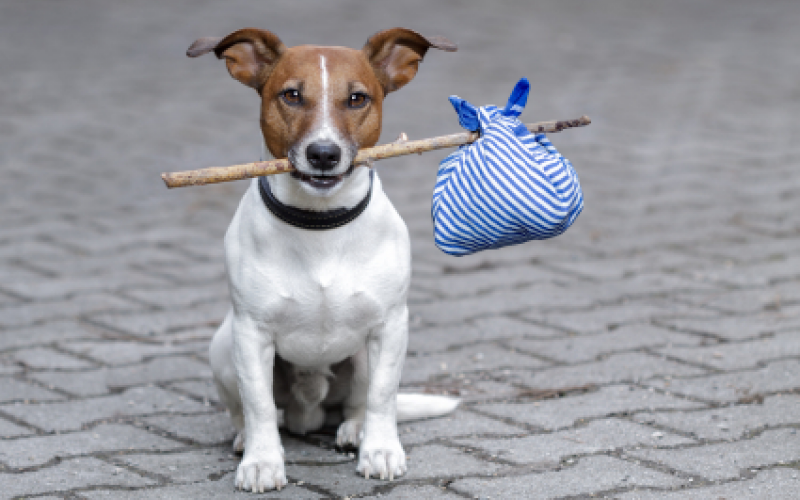 13925395_659577527529137_6720747043244238489_n