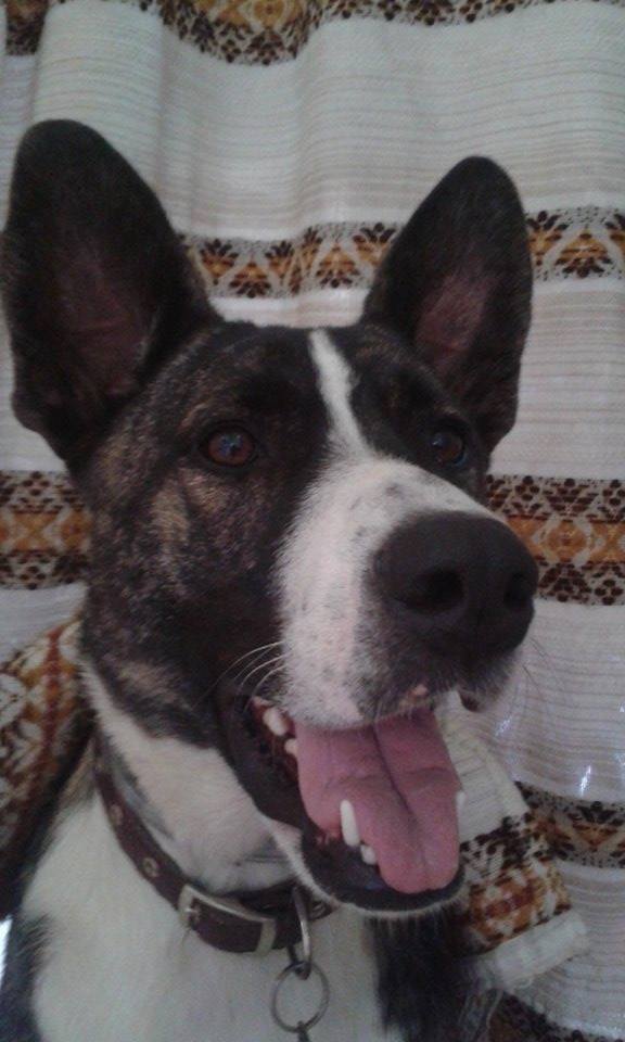 13935119_659496134203943_4161236549016762104_n