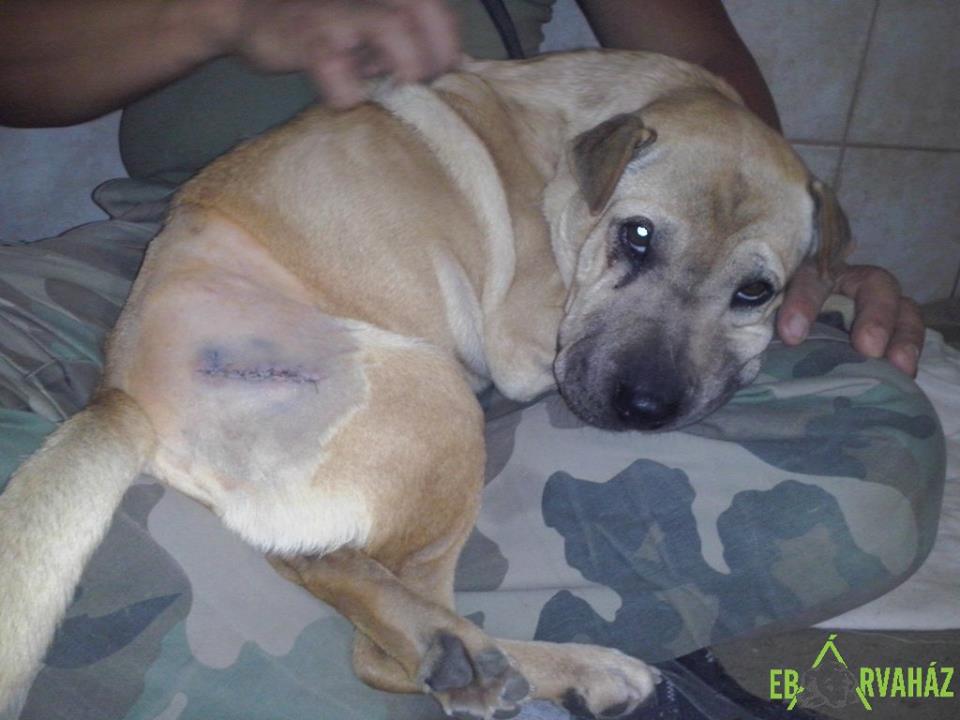 13962511_660709197415970_2084839311116170812_n