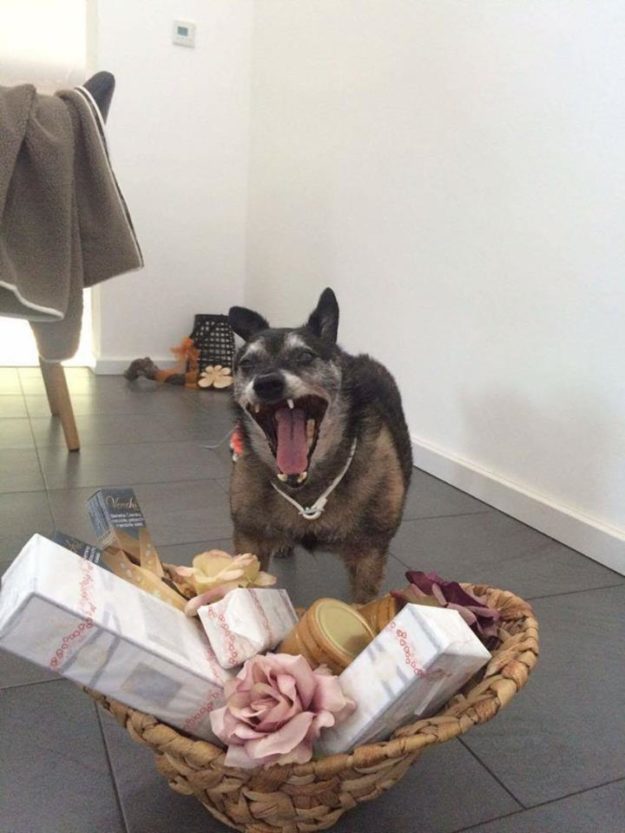 14159196_934040403388158_1042368579_n