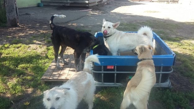 14163747_1187100174675963_9680219_o