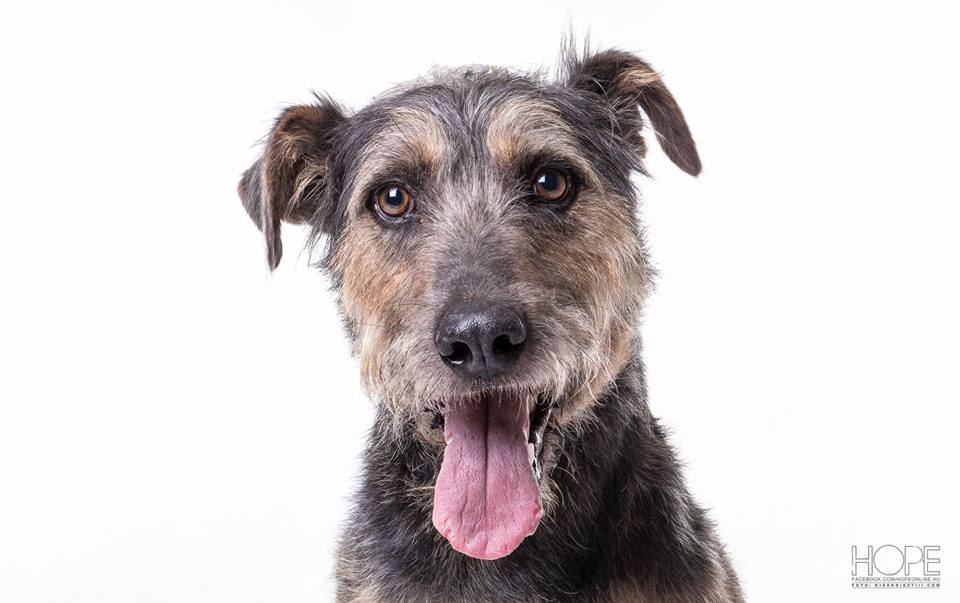 14237549_668751579945065_8052400839362584833_n