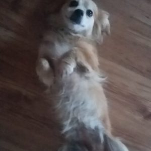 14285434_1197998120252835_387405849_o 14285434_1197998120252835_387405849_o