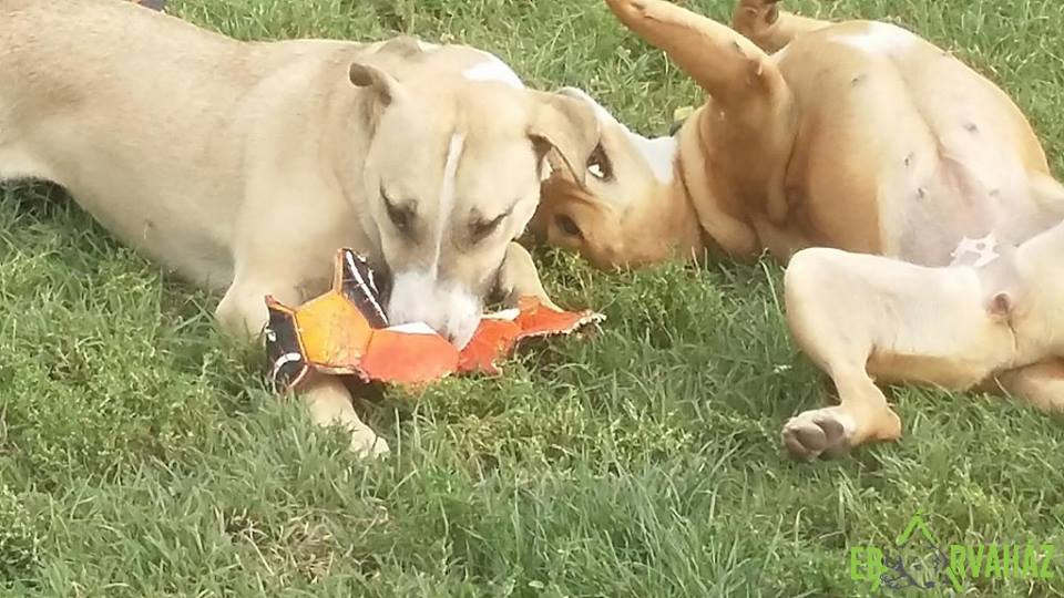 14390872_679969415489948_5641336500584753686_n