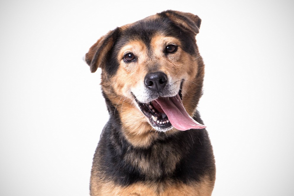 20161004orokbefogadas-a-lifehu-kozremukodesevel-kult