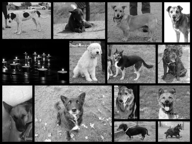 14908277_698010487019174_3479380109593672675_n