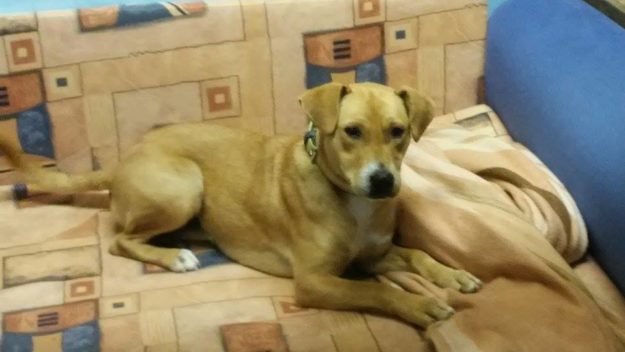 14915587_702685353218354_862138659655196084_n