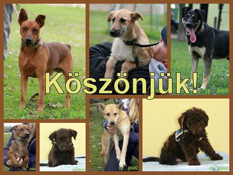 14925619_701427513344138_1975274517816615676_n