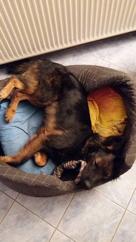 14925680_702149036605319_1886195465956378488_n