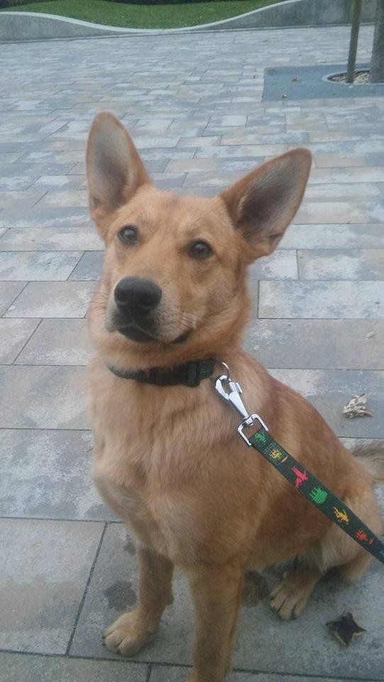 14937380_702691296551093_6078487777085011974_n