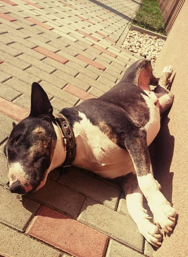 14956589_700575820095974_3875018889077596250_n