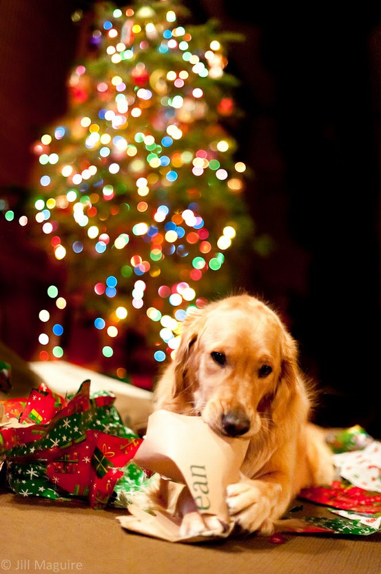 merry-christmas
