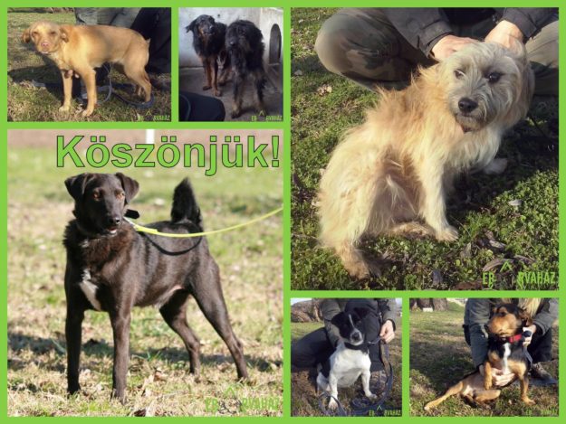 15235781_716195651867324_1369800239001271127_o