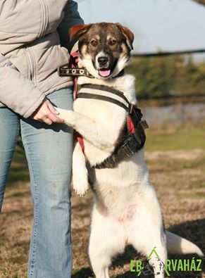 15697298_729386150548274_7390592939074358365_n