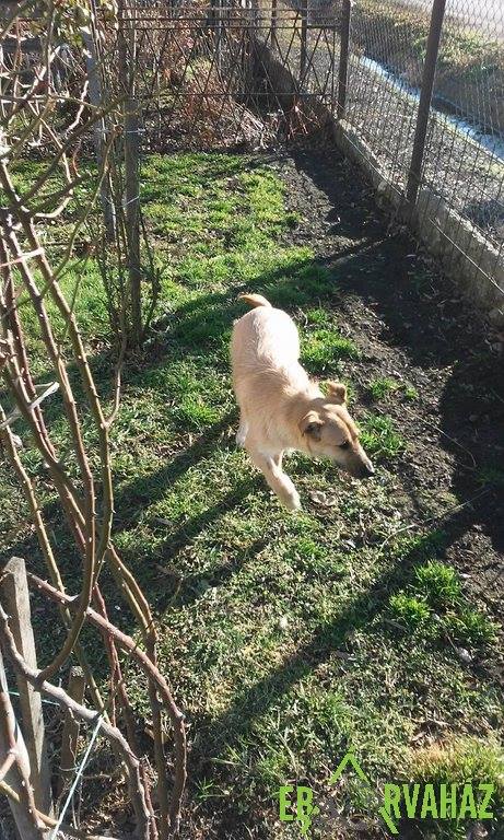 15697835_732595153560707_562361034582216719_n