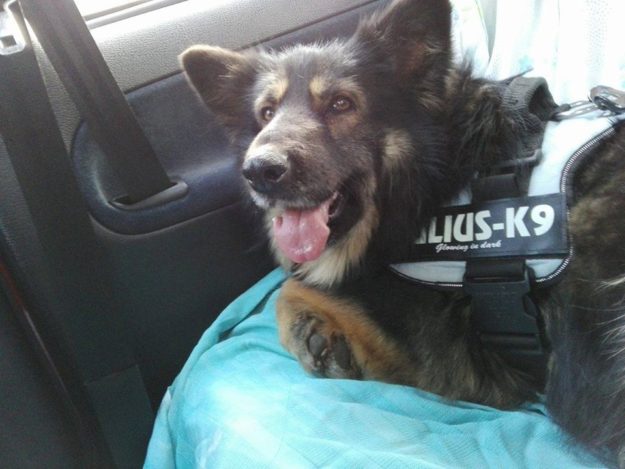 15727330_732576173562605_4312592711484650137_n