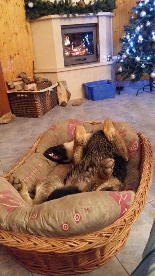 15741015_731651376988418_1487493735019266193_n