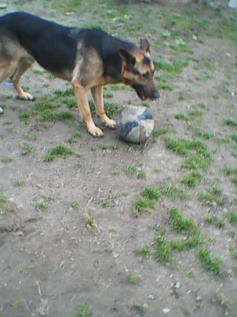 15727316_735753499911539_8320289434334158781_n