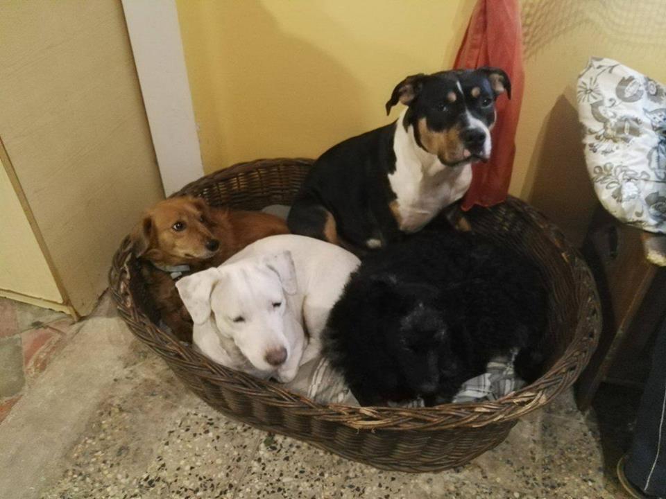 15825783_734227160064173_8465995499972941182_n