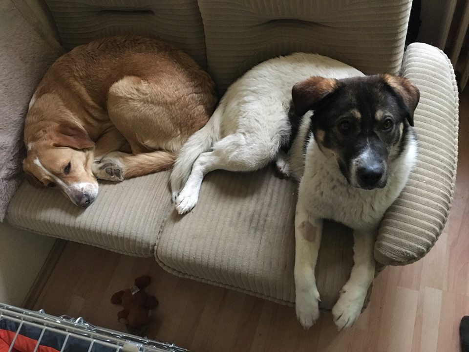 16508723_754611361359086_101852693142904343_n