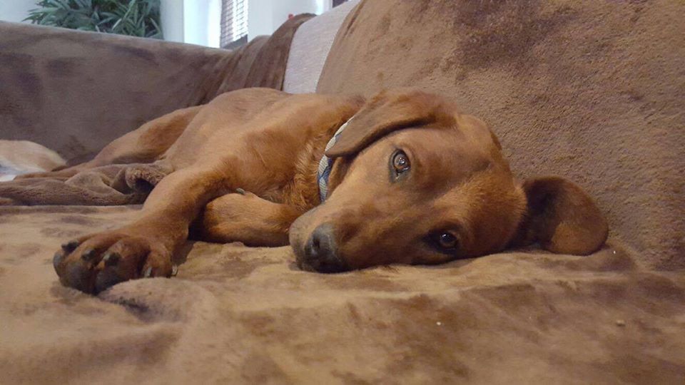 16684317_758387930981429_3322986090550239130_n