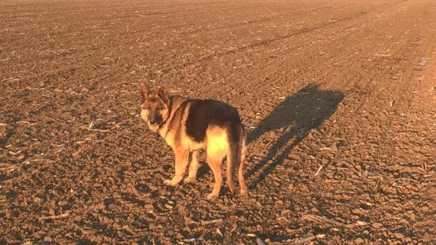 16831115_762222333931322_4590343572892460796_n