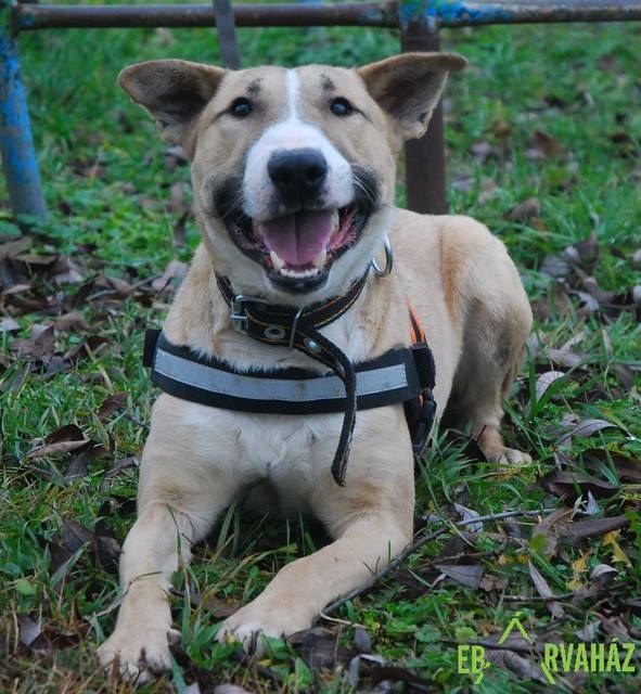 16939326_768048430015379_6737527309586985871_n