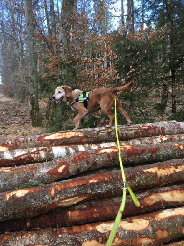 17141613_1486985524731028_62688827_n